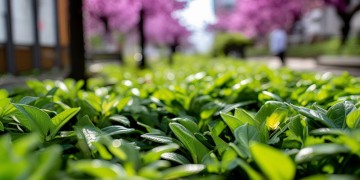 紫荆小区物业可靠吗？