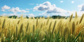 物业倒掉大米算违法吗？