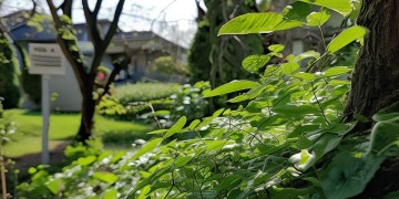 物业为什么不让剪树？